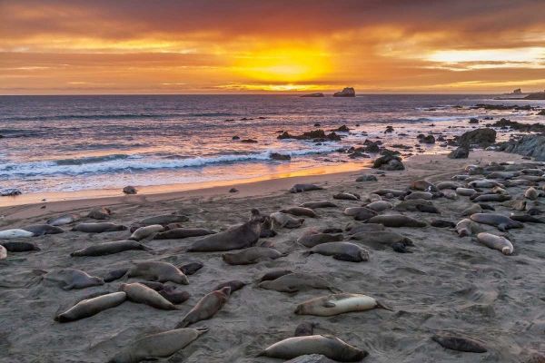 CA, Piedras Blancas Elephant seals on beach